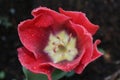 Red tulipan and morning dew Royalty Free Stock Photo